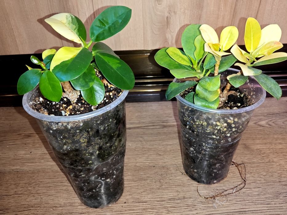 Ficus cv Green Island variegated.Фікус.Філодендрон