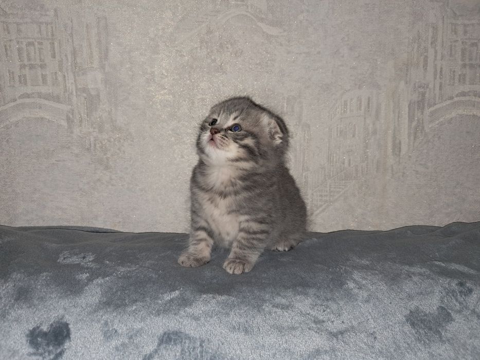 Висловухий хлопчик