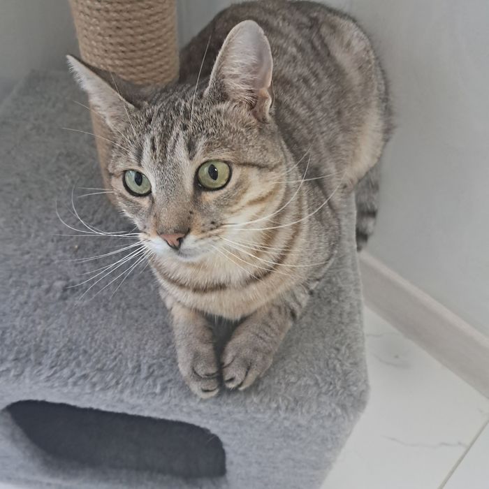 Котик шукає сім'ю