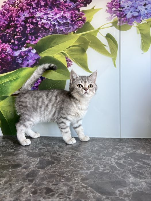 Лялькова киця кошеня шотландська прямовуха дівчинка scottish straight