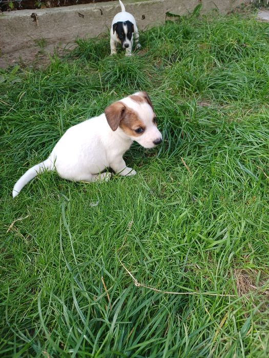 Sprzedam szczenię Jack Russel Terrier