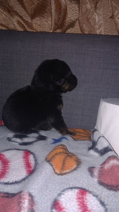 Caes bebes  para doar 1  meninos
