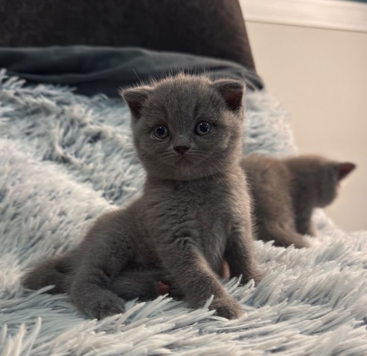 Gato Scottish Azul Russo