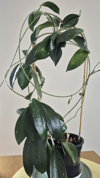 Hoya Hoja  Nicholsoniae