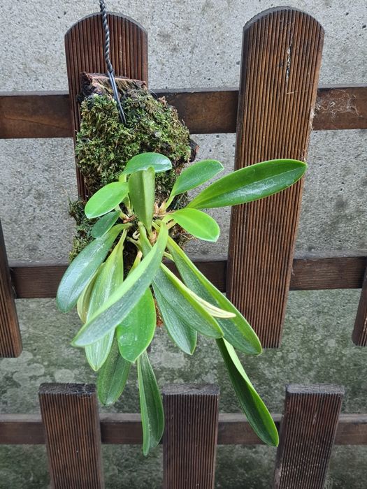 Masdevallia tovarensis - Oquídea montada