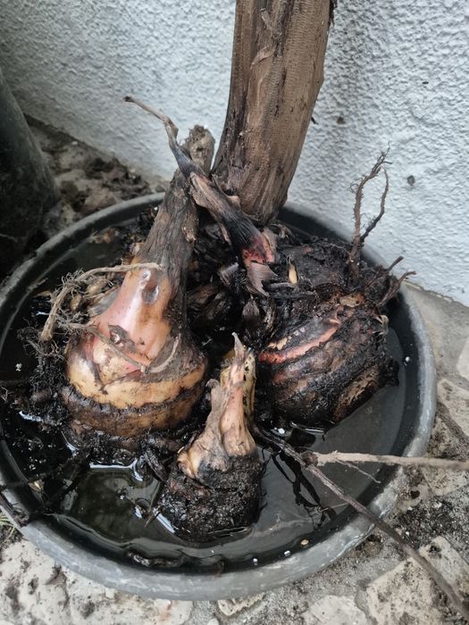 Vendo bananeiras 5 quinas