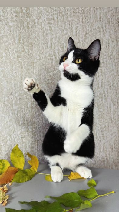 Отдам черно-белого котенка, девочка, 4 месяца