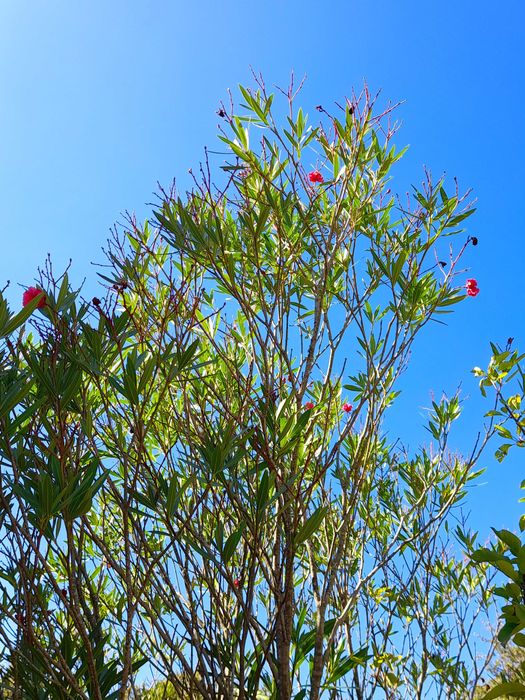 Arbusto / Árvore Oleandro