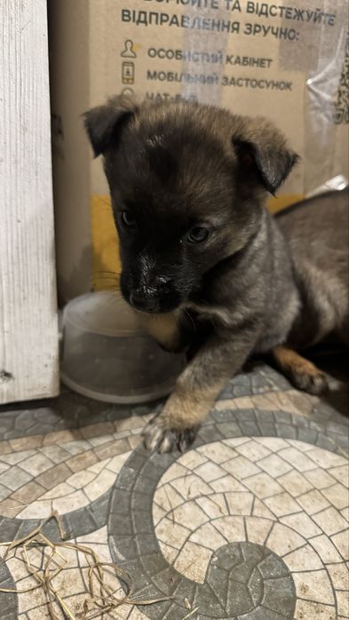 Цуценя, цуценята, собачка