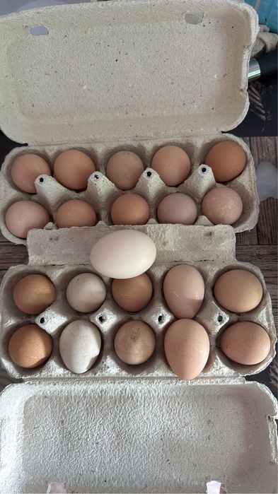 Харчові яйця ЦЕСАРІВ