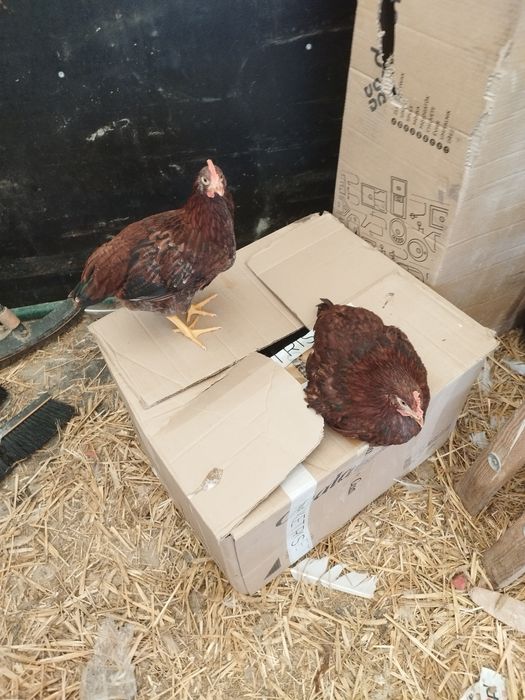 Koguty karmazyn 10 tygodni młode