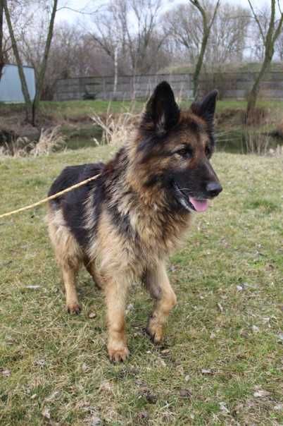 095505 Żania do adopcji