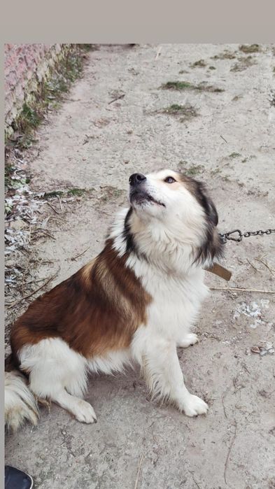 Отдам пса, возраст 5 лет, сидит на цепи сам