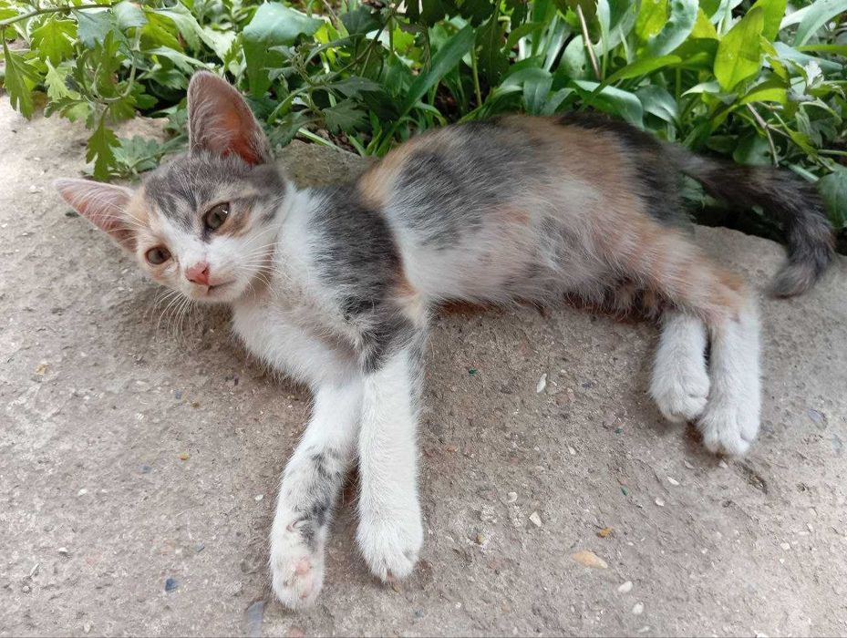 Безкоштовно!! Кошенята грайливі, віддаю в люблячі та турботливі родини