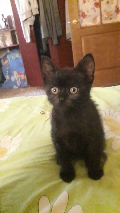 Віддам 2х кошенят.