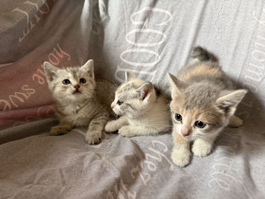 Коти.Котики.Віддам безкоштовно в добрі руки