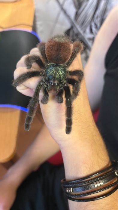 Caribena versicolor pająk ptasznik l1