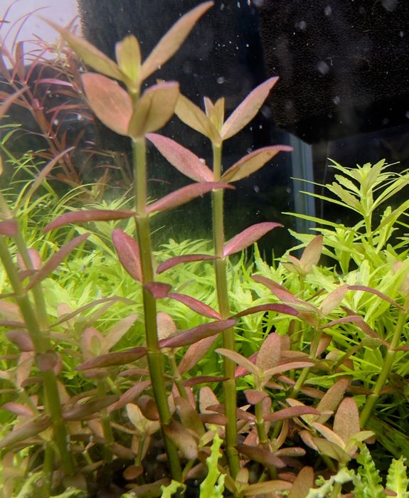 Bacopa Salzmanii purple