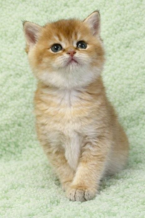 British shorthair golden chinchilla