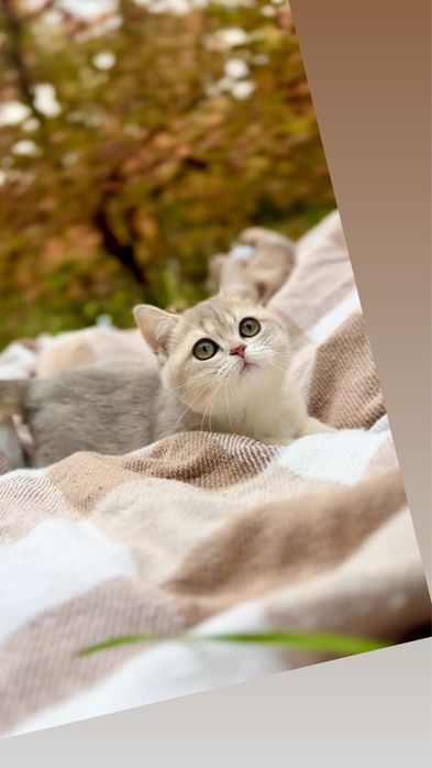 Блакитне золото шиншила забарвлення породи шотландські скотіш страйт