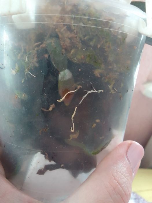 Продам Орхідея шиліриана сільвер