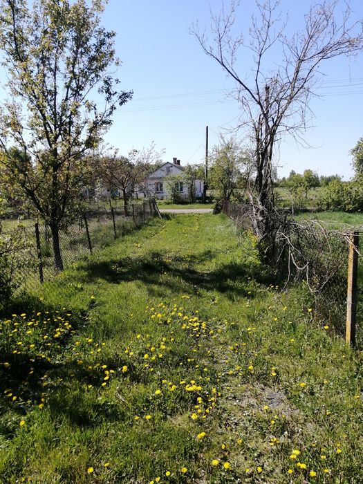 будинок в селі біля лісу