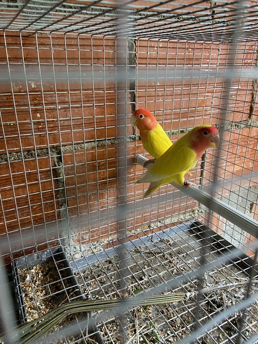 casais reprodutores de agapornis