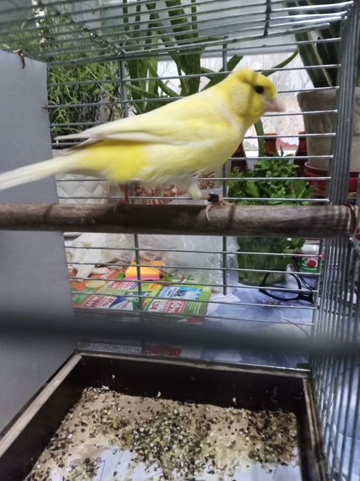 Kanarek koroniak niemiecki