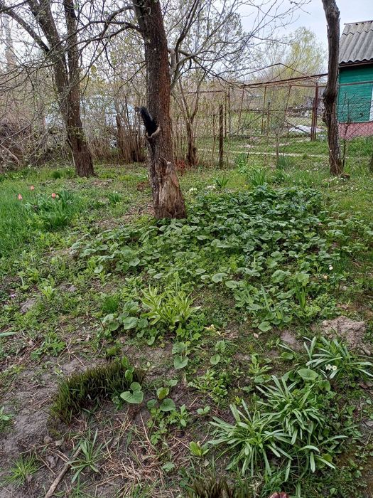 Продається двоповерхова цегляна дача в ст «Вікторія» з можливістю прописки!