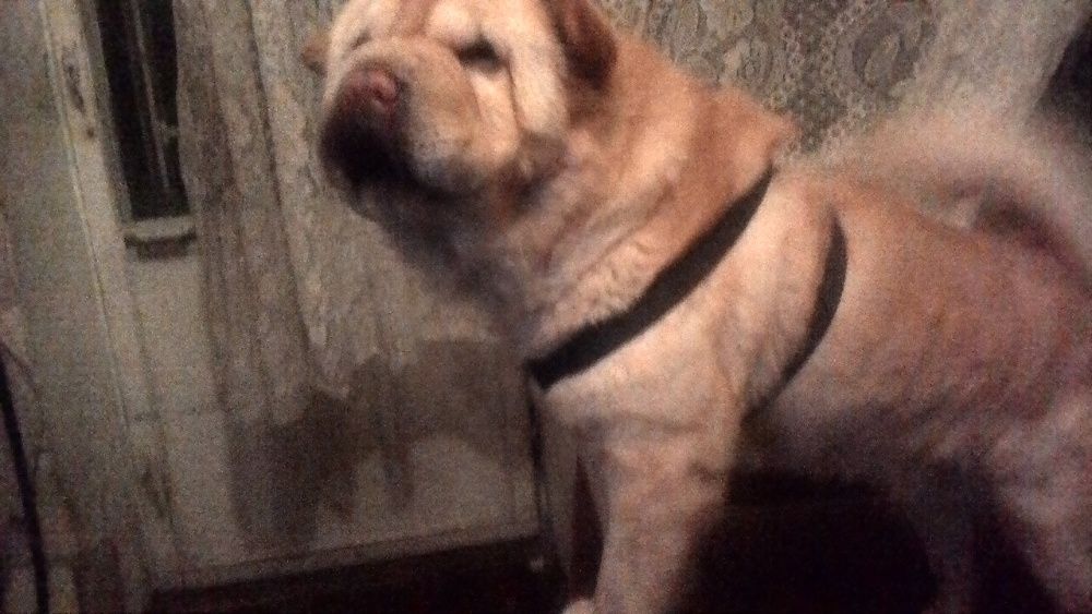 самочка Чау чау- смуф шукає кавалера