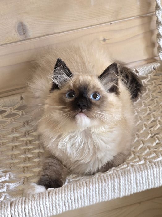 Kochany Kociak Ragdoll