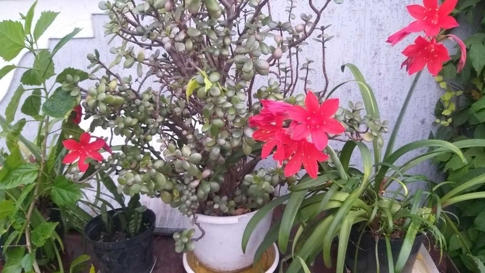 Різні кімнатні вазони