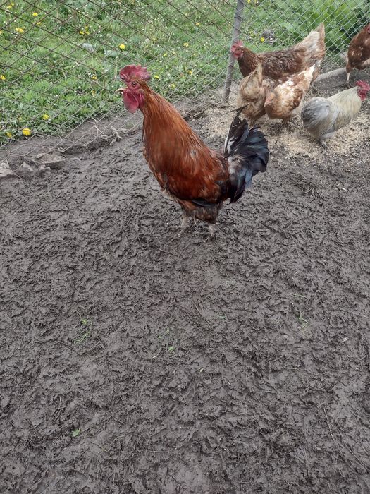 Продам півня марана