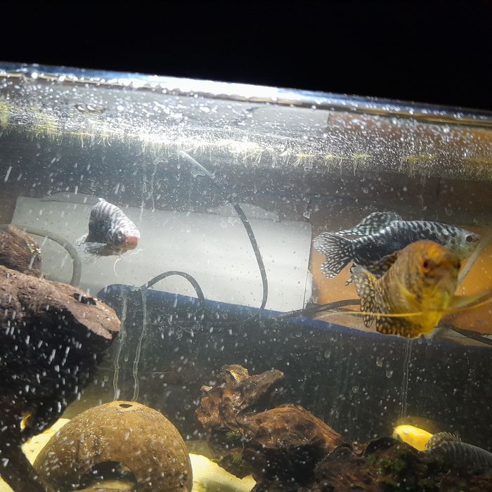 Rybki akwariowe Gurami