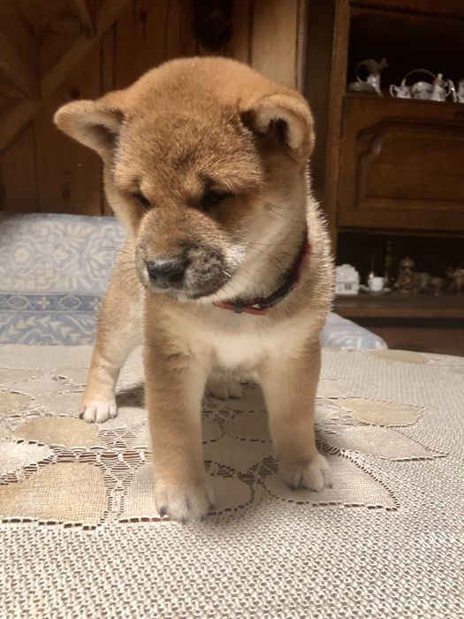 Shiba Inu,, urodziły się cudeńka, Rajsobie(FCI).