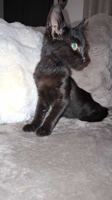 Gatinhos bebes para adopção