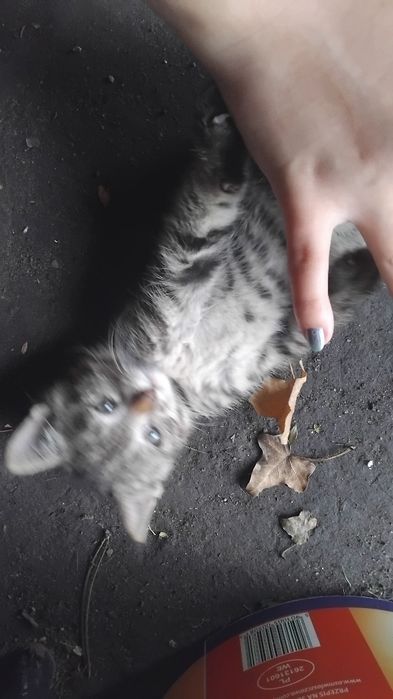 Kotki szukają domu!