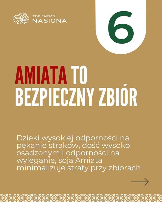 Nasiona soi Amiata - plonem wymiata! Gotowe do siewu, C1