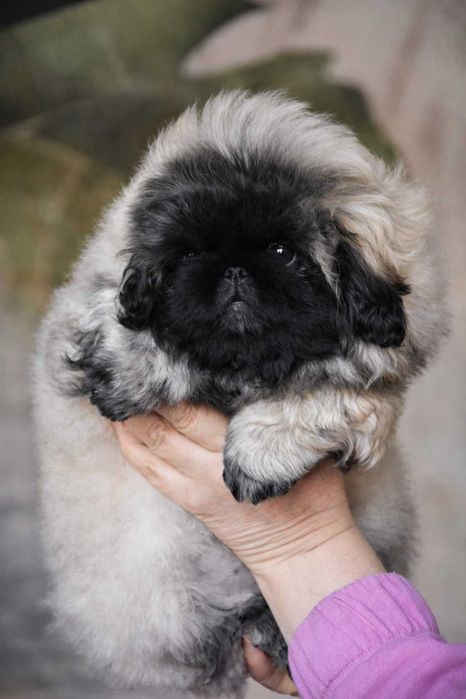 Pekińczyk ZKwP / FCI prawdziwy rodowód