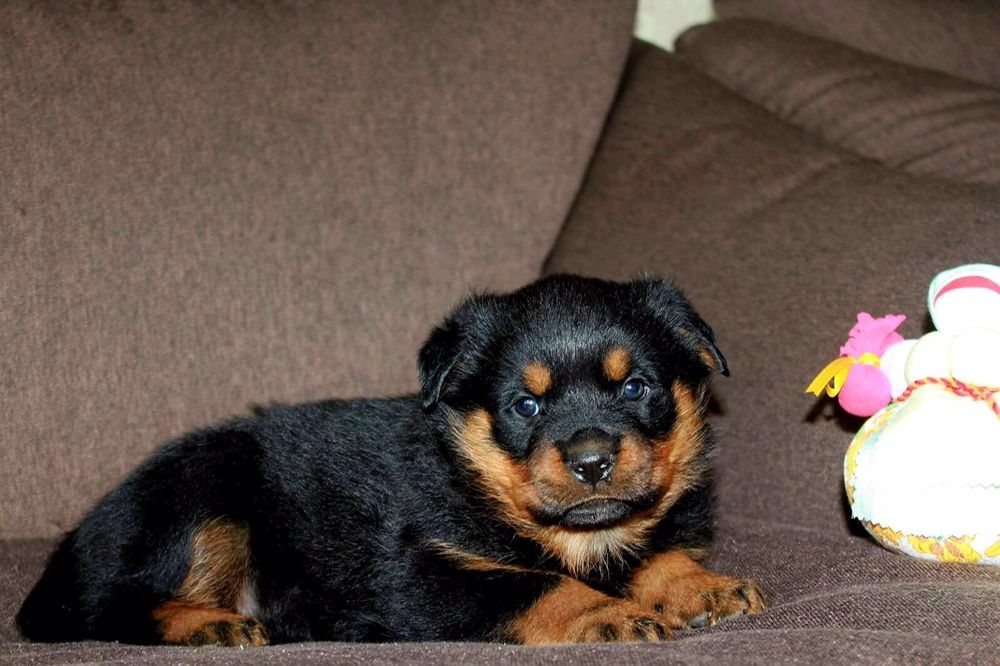 Щенки Породы Ротвейлер