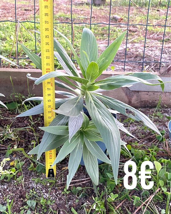 Echium Candicans / Orgulho da Madeira