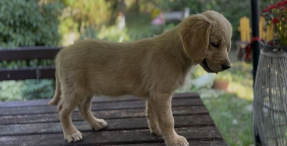 Golden retriever