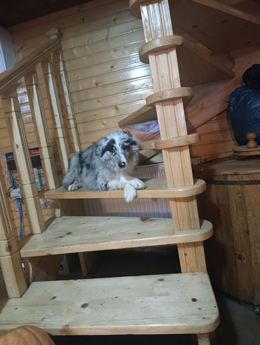 Чистокровні   Border Collie