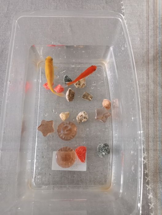 2 peixes Cometa + Acessórios