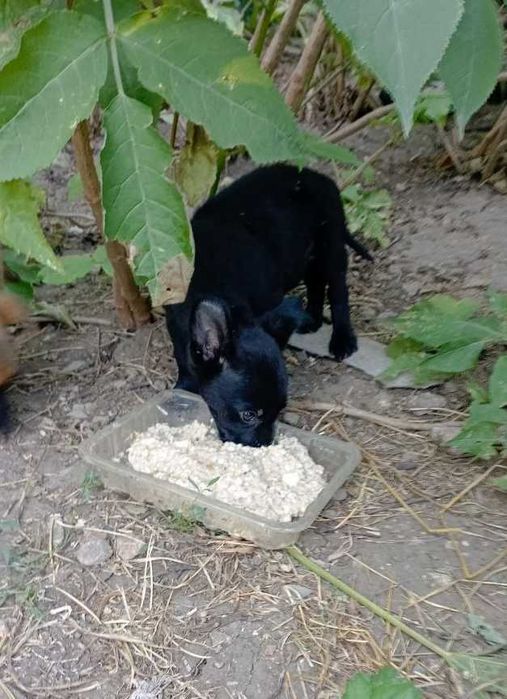 Помогите обрести дом