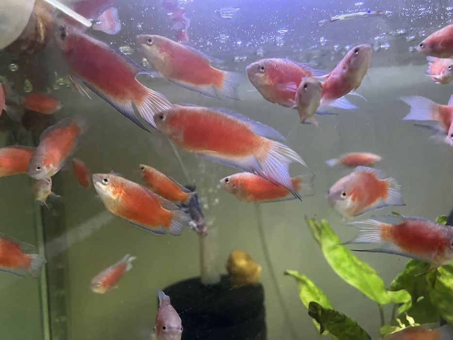 Wielkopłetw wspaniały Super Red – Macropodus opercularis