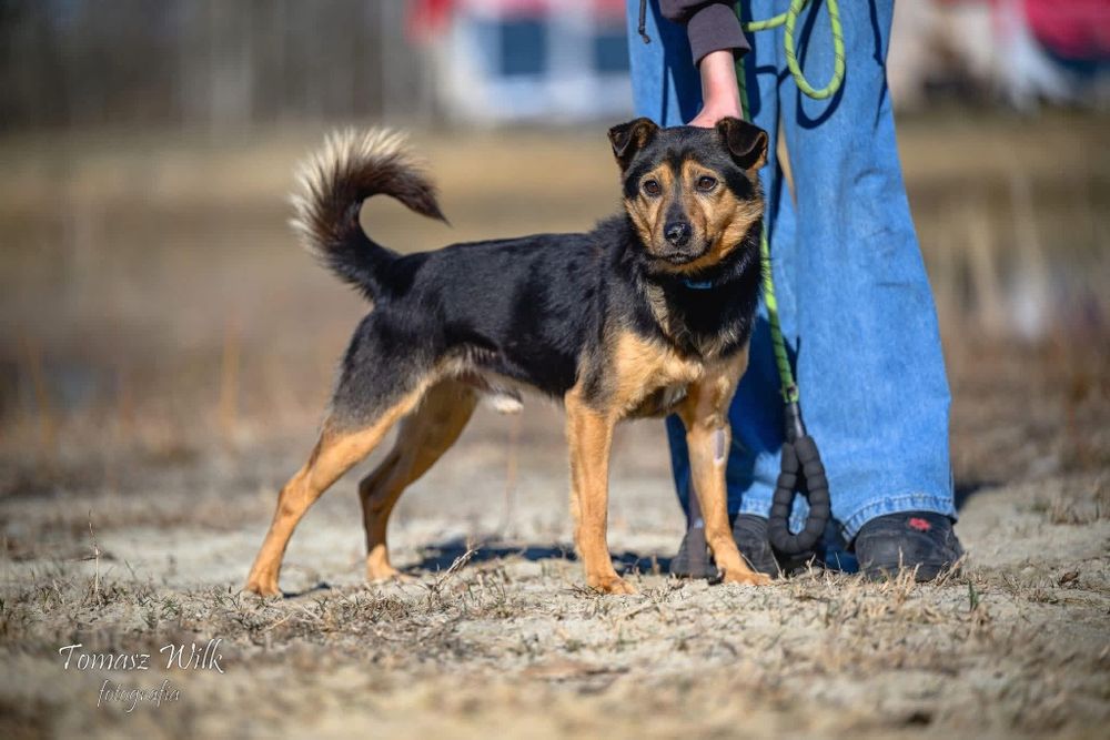 Niby bury, a jednak wesoły - mały Burek do adopcji