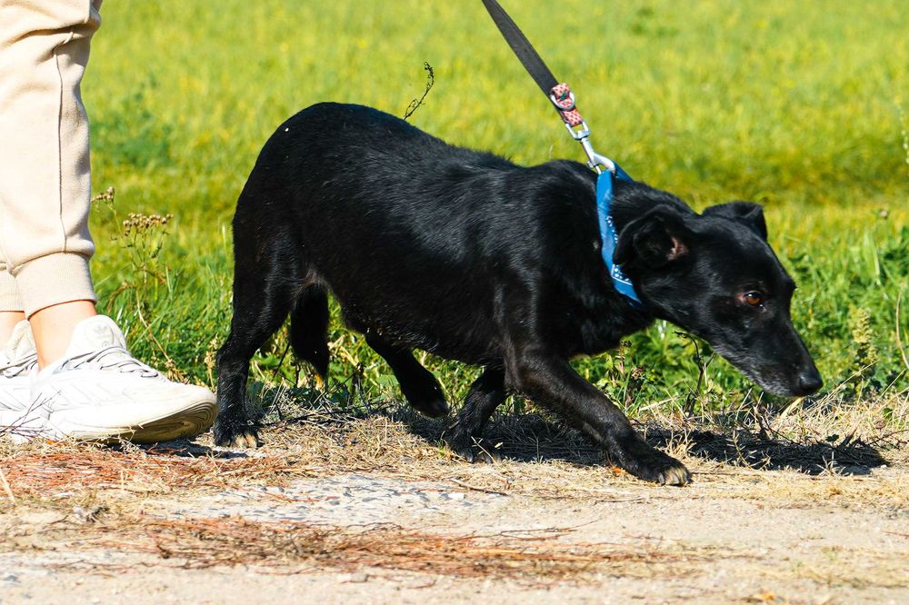 ERICO - mały pies w typie jamnika