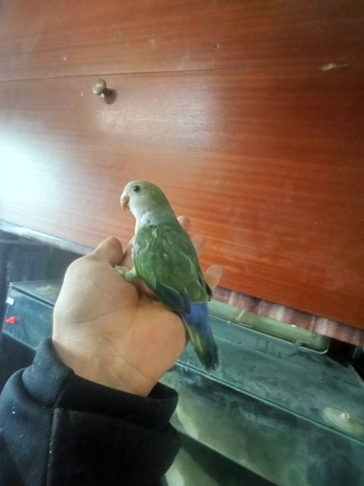 Agaponis domésticado