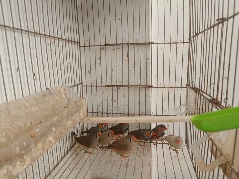 Mandarins para ceder